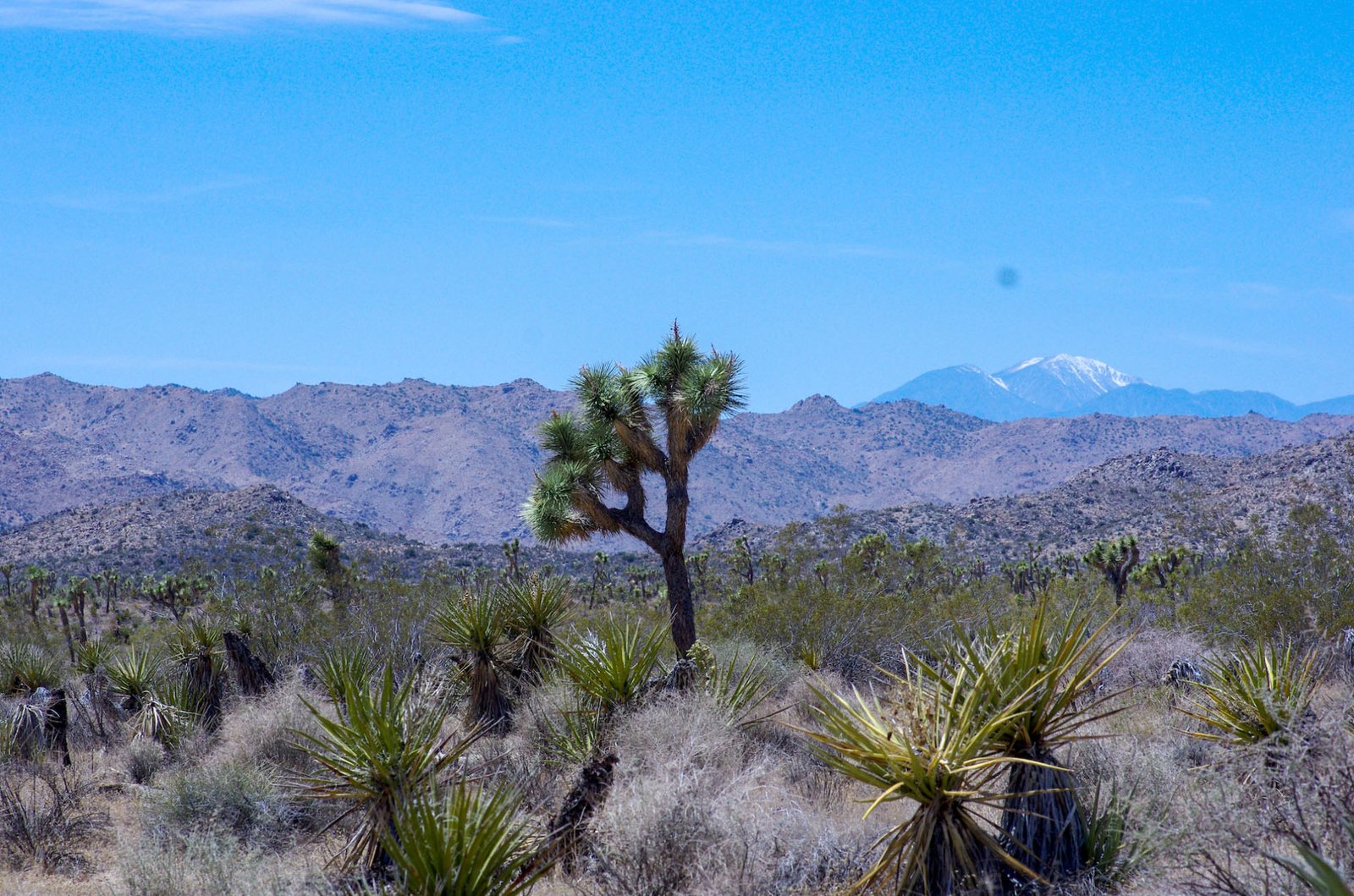 Joshua Tree 06
